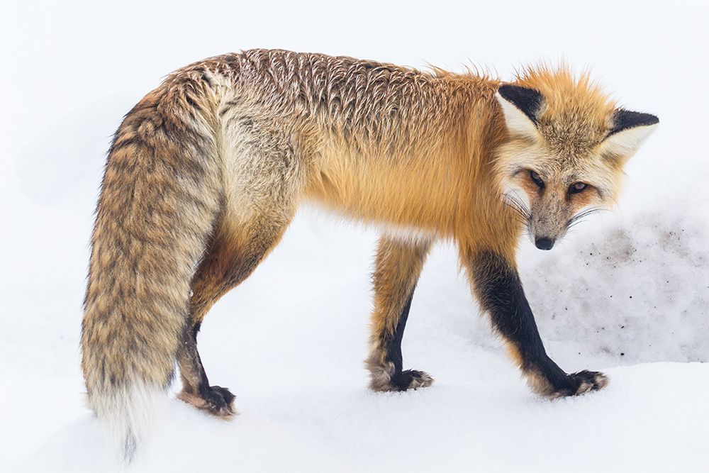 Red Fox in Lamar Valley, Yellowstone National Park art print by The Yellowstone Collection for $57.95 CAD