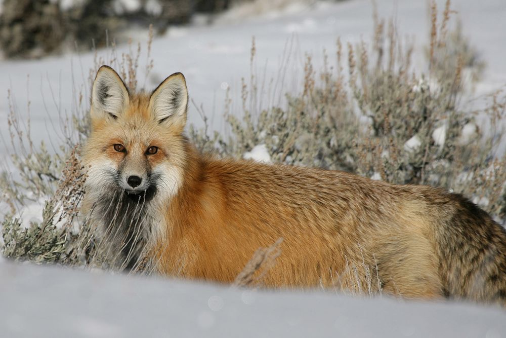 Red Fox in Lamar Valley, Yellowstone National Park art print by The Yellowstone Collection for $57.95 CAD