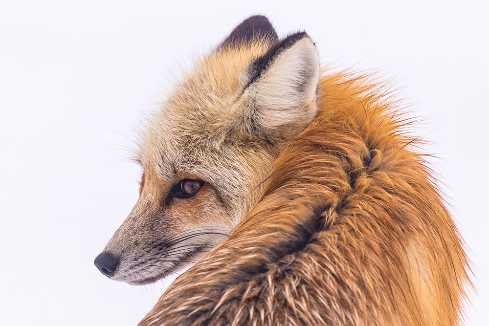Red Fox in Lamar Valley, Yellowstone National Park art print by The Yellowstone Collection for $57.95 CAD