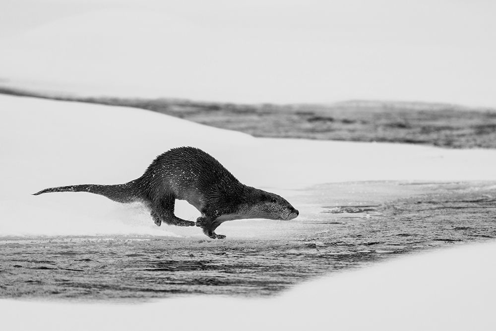 River Otter Diving, Yellowstone National Park art print by The Yellowstone Collection for $57.95 CAD