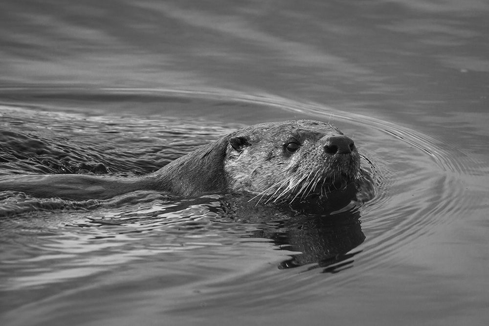 River Otter, Swan Lake area, Yellowstone National Park art print by The Yellowstone Collection for $57.95 CAD