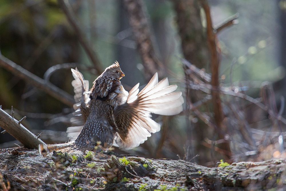 Ruffed Grouse Drumming, Yellowstone National Park art print by Neal Herbert for $57.95 CAD