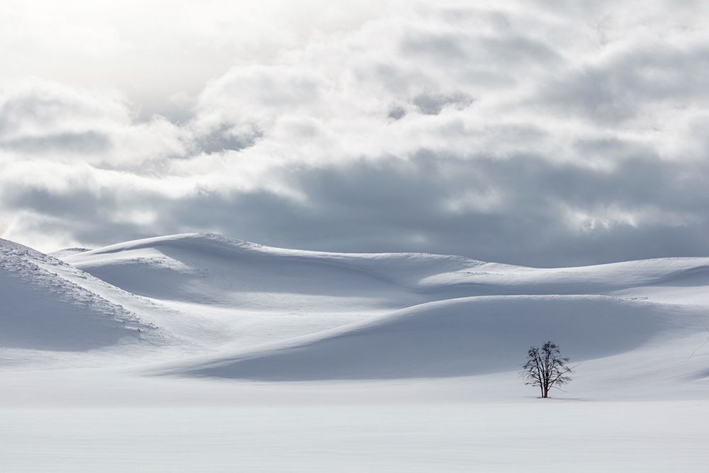 Shades of white in Hayden Valley, Yellowstone National Park art print by The Yellowstone Collection for $57.95 CAD