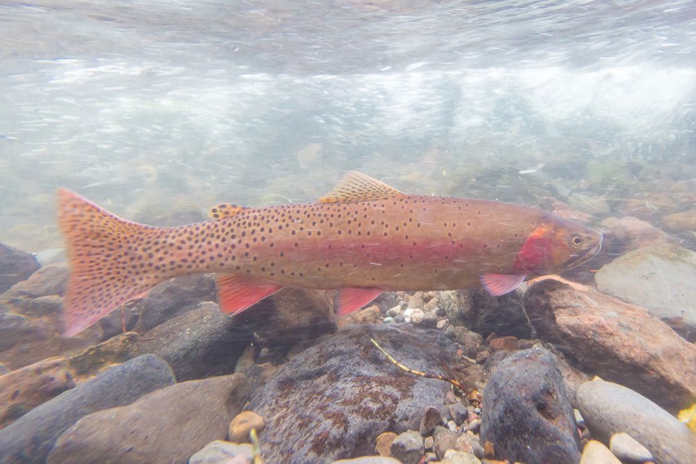Spawning Yellowstone Cutthroat Trout, Yellowstone National Park art print by Jacob W. Frank for $57.95 CAD