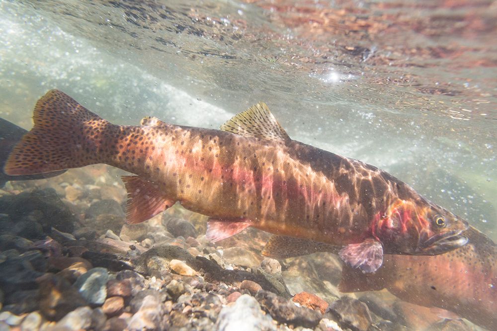 Spawning Yellowstone Cutthroat Trout, Yellowstone National Park art print by Jacob W. Frank for $57.95 CAD