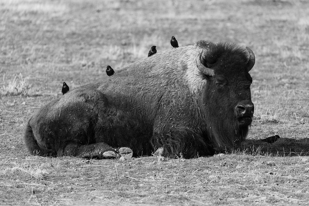 Starlings on a Sleeping Bison, Yellowstone National Park art print by Jacob W. Frank for $57.95 CAD