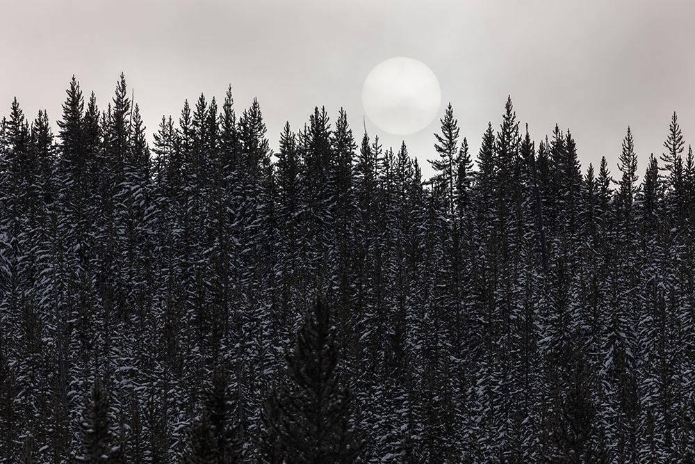 Sun through the Fog, Yellowstone National Park art print by The Yellowstone Collection for $57.95 CAD
