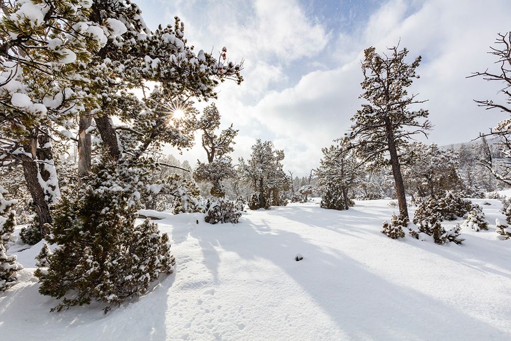Snow Slurries at Mammoth Hot Springs Terraces, Yellowstone National Park art print by The Yellowstone Collection for $57.95 CAD