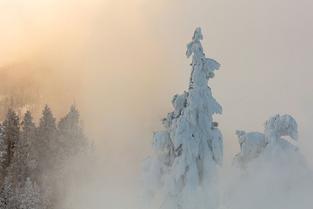 Gibbon Canyon near Beryl Spring, Yellowstone National Park art print by Jacob W. Frank for $57.95 CAD