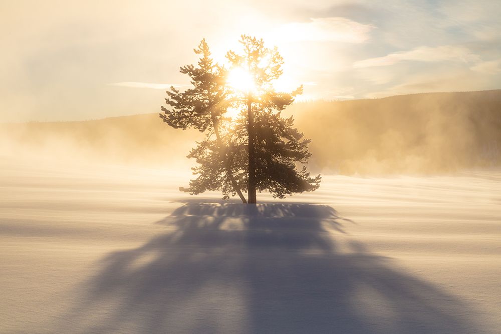 Sunrise near Terrace Spring, Yellowstone National Park art print by The Yellowstone Collection for $57.95 CAD