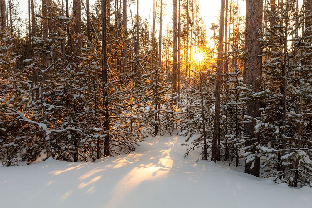Sunrise through the lodgepole pine, Yellowstone National Park art print by The Yellowstone Collection for $57.95 CAD
