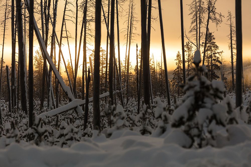 Sunrise at Norris Junction, Yellowstone National Park art print by Jacob W. Frank for $57.95 CAD