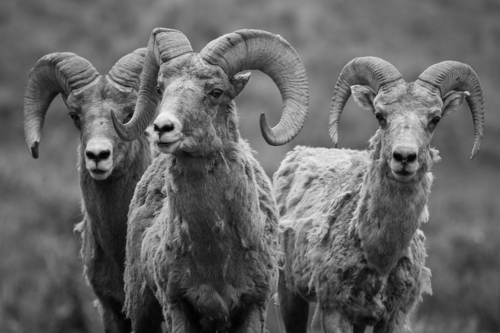 Trio of Bighorn Rams, Lamar Valley, Yellowstone National Park art print by The Yellowstone Collection for $57.95 CAD