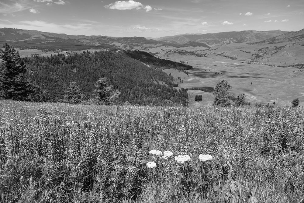 Views from Specimen Ridge, Yellowstone National Park art print by Jacob W. Frank for $57.95 CAD