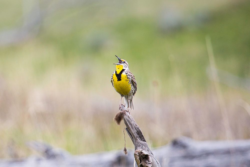 Western Meadowlark, Lamar Valley, Yellowstone National Park art print by The Yellowstone Collection for $57.95 CAD