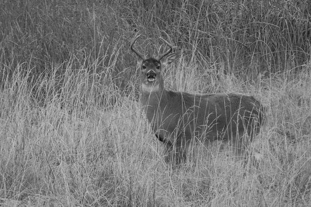Whitetail Deer Buck, Yellowstone National Park art print by Diane Renkin for $57.95 CAD