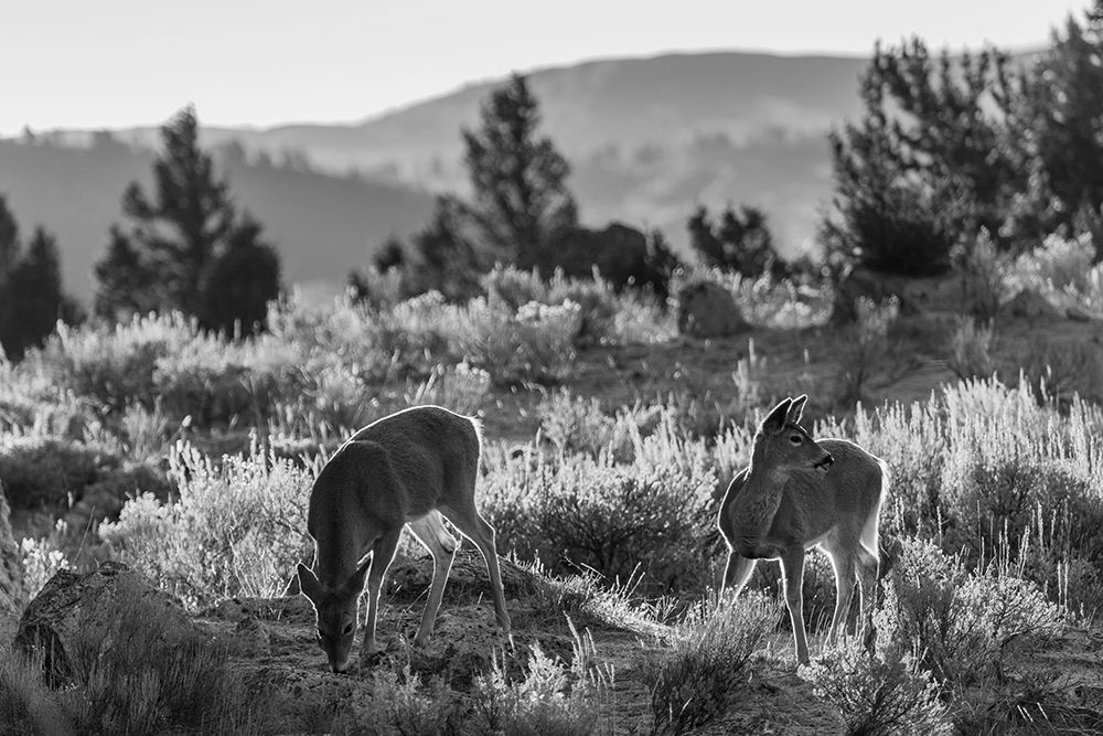 White-tailed Deer at Mammoth Hot Springs, Yellowstone National Park art print by The Yellowstone Collection for $57.95 CAD