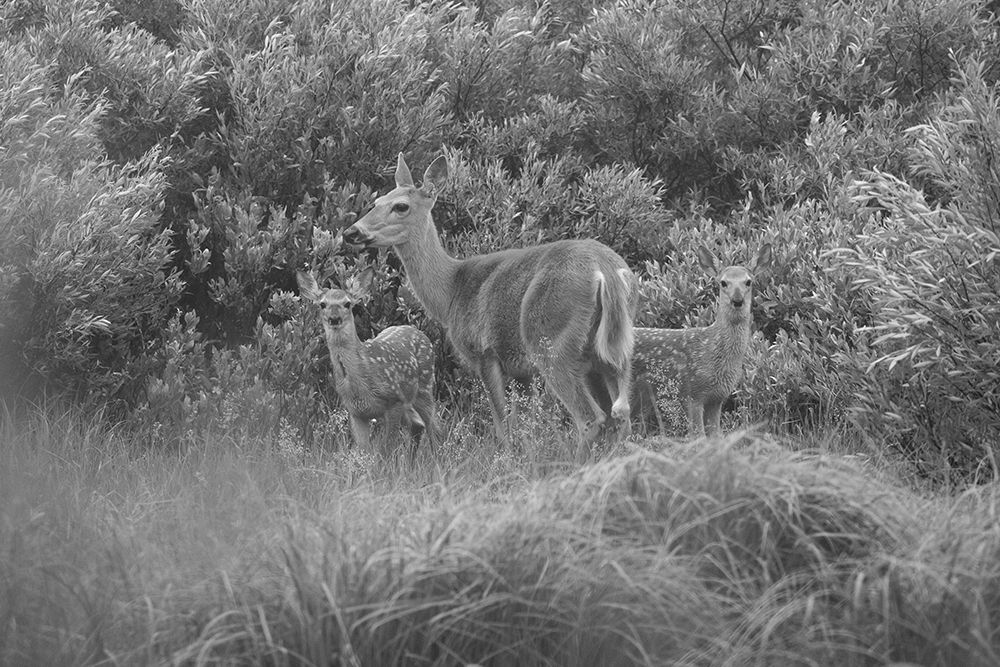 White-tailed Deer with Fawns, Willow Park, Yellowstone National Park art print by The Yellowstone Collection for $57.95 CAD
