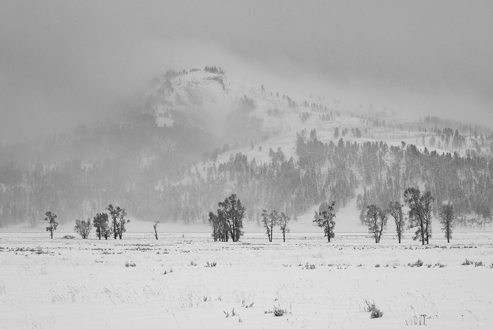 Winter Day in Lamar Valley, Yellowstone National Park art print by The Yellowstone Collection for $57.95 CAD