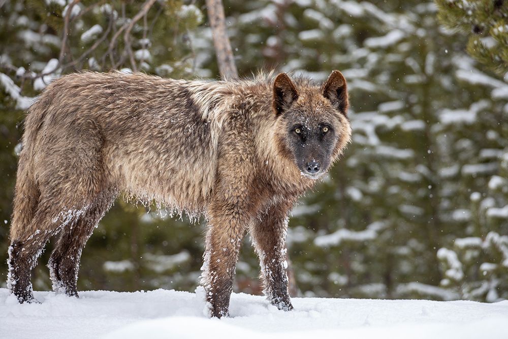 Wolf in Snow, Yellowstone National Park art print by The Yellowstone Collection for $57.95 CAD