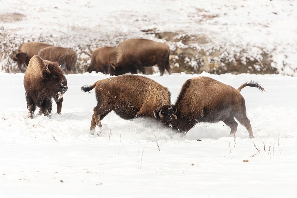 Young Bison Spar along the Firehole River, Yellowstone National Park art print by Jacob W. Frank for $57.95 CAD