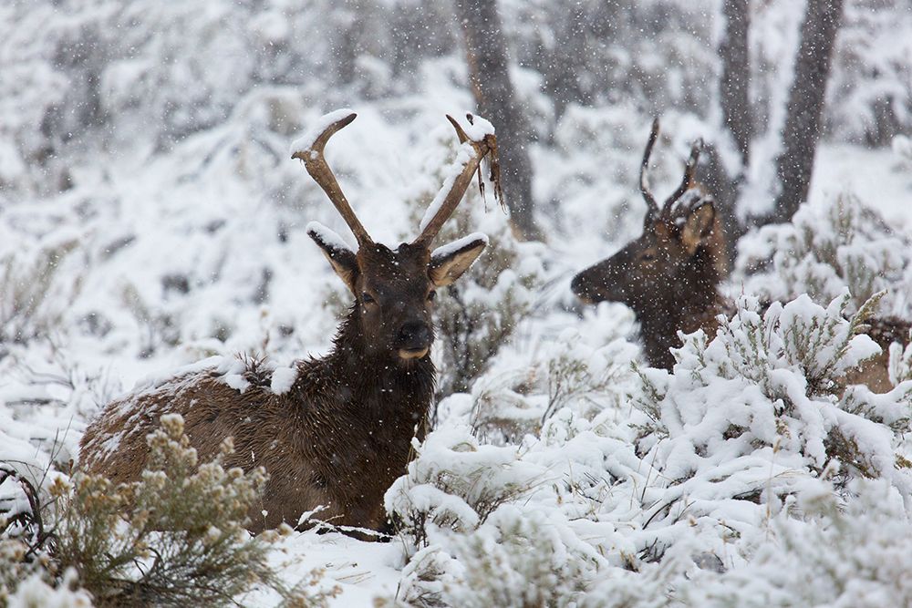 Young Bull Elk on Snowy Day, Yellowstone National Park art print by The Yellowstone Collection for $57.95 CAD