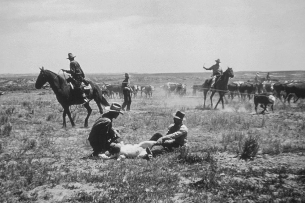 Cowboys working Calves art print by Vintage Photography for $57.95 CAD