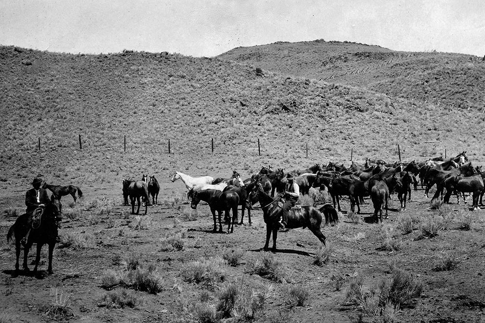 Horses from National Forest Rangers art print by Vintage Photography for $57.95 CAD