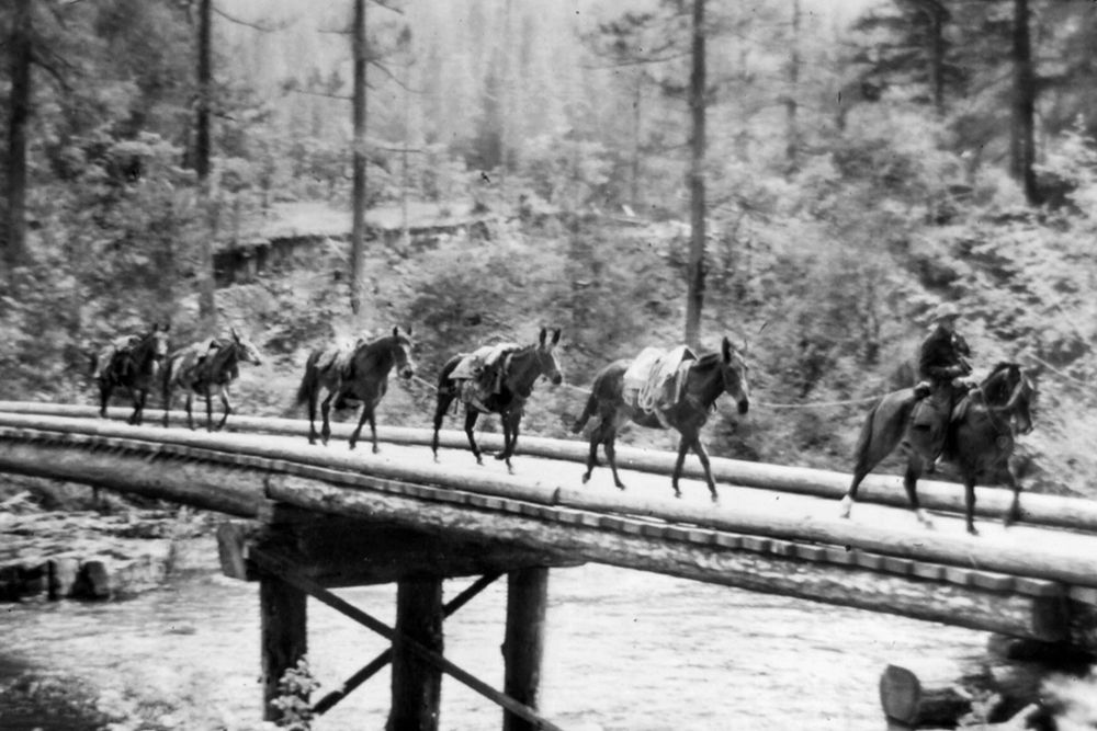 Umpqua National Forest art print by Vintage Photography for $57.95 CAD