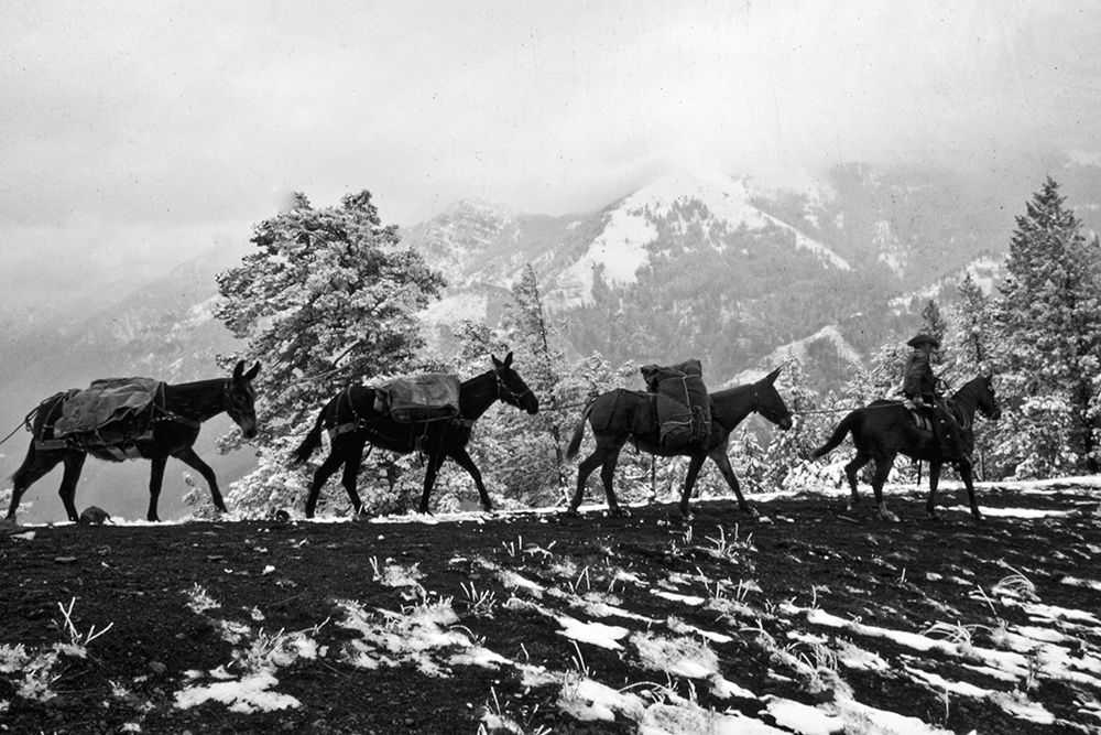 Winter Mule Packing art print by Vintage Photography for $57.95 CAD