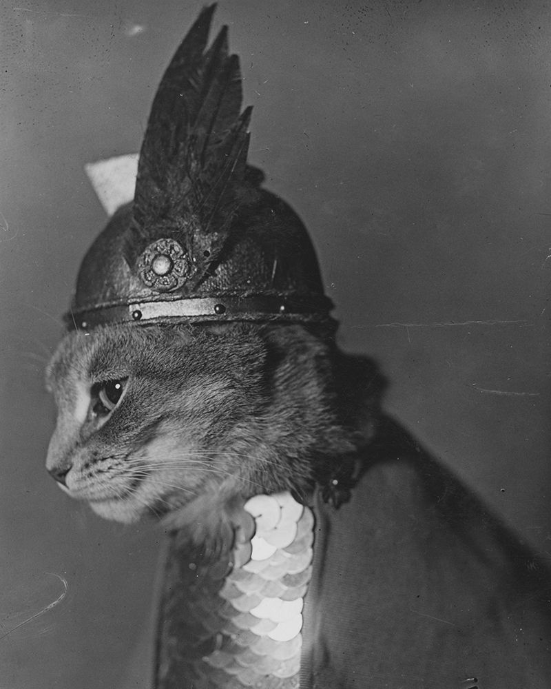 Brunnhilde the Cat art print by Vintage Photography for $57.95 CAD