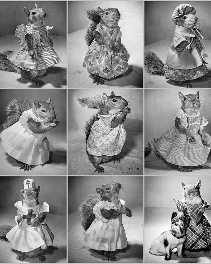 Tommy Tucker the Pet Squirrel 1944 art print by Vintage Photography for $57.95 CAD