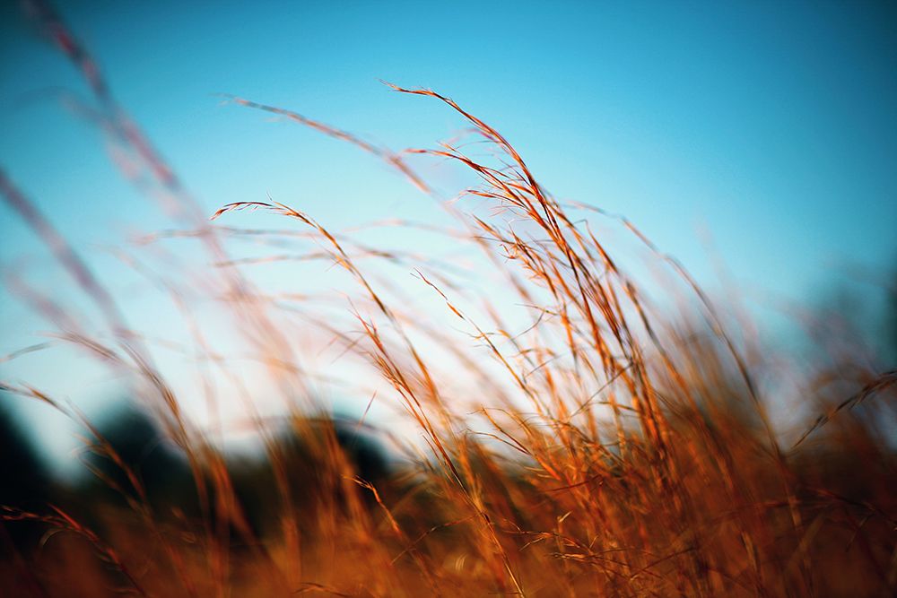 Alabama Grasslands art print by Alabama Picture Archive for $57.95 CAD