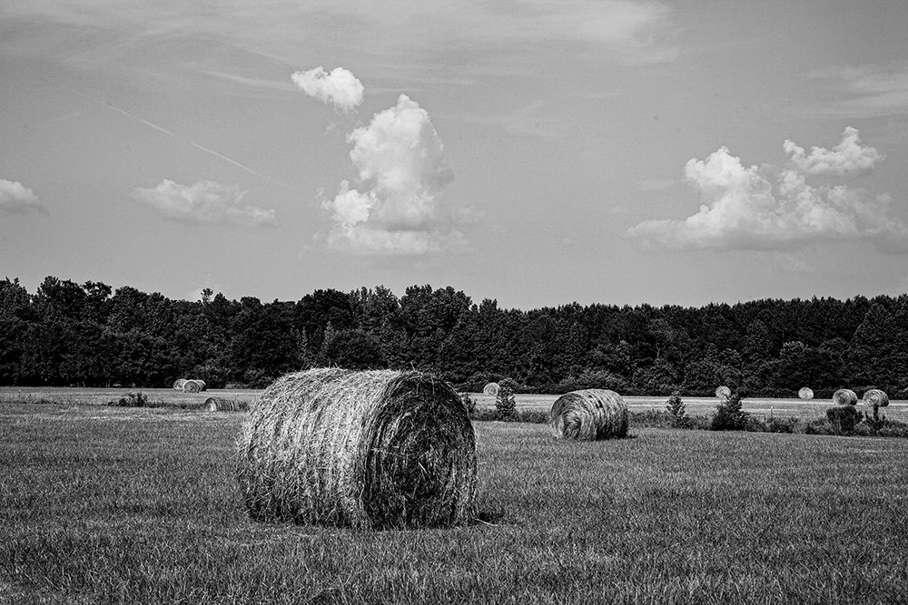 Carrollton-Alabama art print by Carol Highsmith for $57.95 CAD
