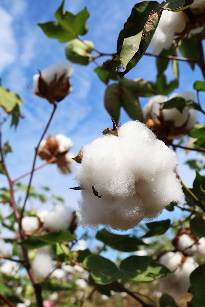 Cotton Harvest in Autaugaville-Alabama art print by Alabama Picture Archive for $57.95 CAD