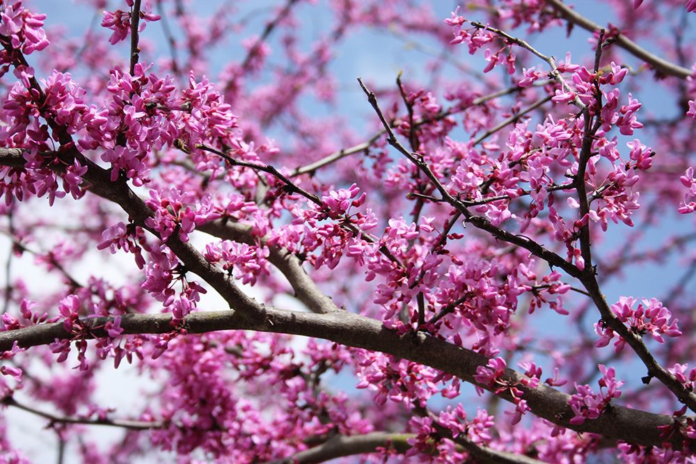 Flowering Redbub Tree Alabama I art print by Alabama Picture Archive for $57.95 CAD