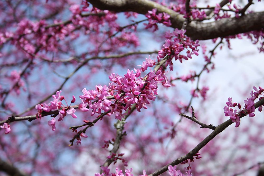 Flowering Redbub Tree Alabama II art print by Alabama Picture Archive for $57.95 CAD