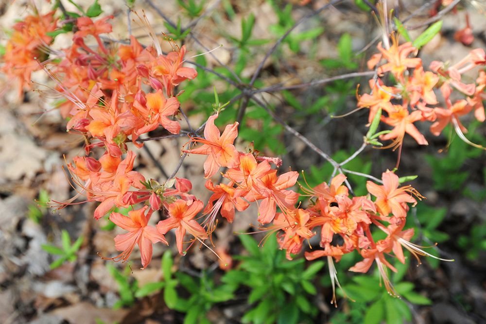 Native Orange Azalea Alabama art print by Alabama Picture Archive for $57.95 CAD