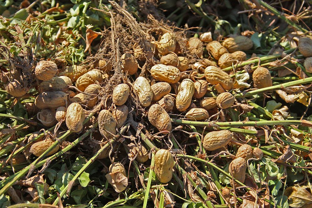 Peanut Plant Harvest Alabama art print by Alabama Picture Archive for $57.95 CAD