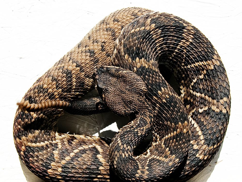 Rattlesnake Rodeo in Opp-Alabama I art print by Carol Highsmith for $57.95 CAD