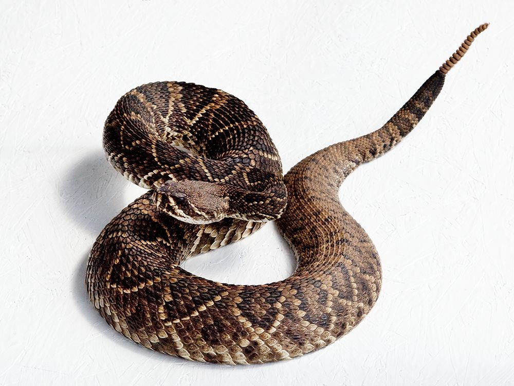 Rattlesnake Rodeo in Opp-Alabama II art print by Carol Highsmith for $57.95 CAD