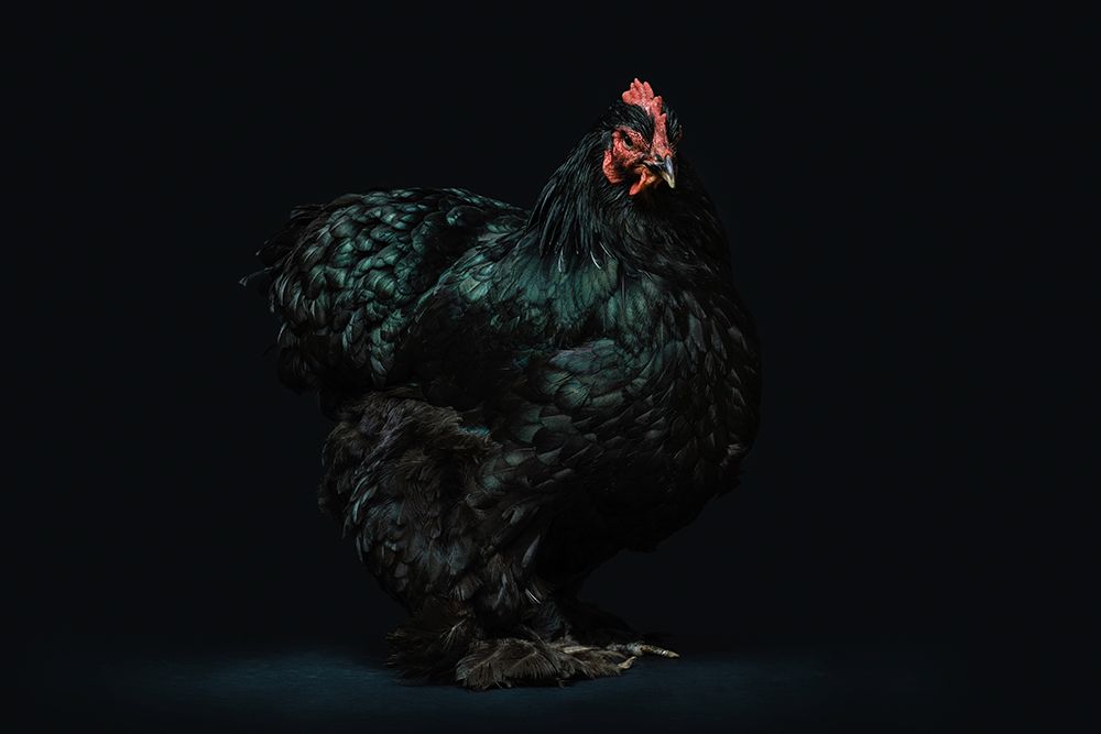 Black Beauty art print by Chickens for $57.95 CAD
