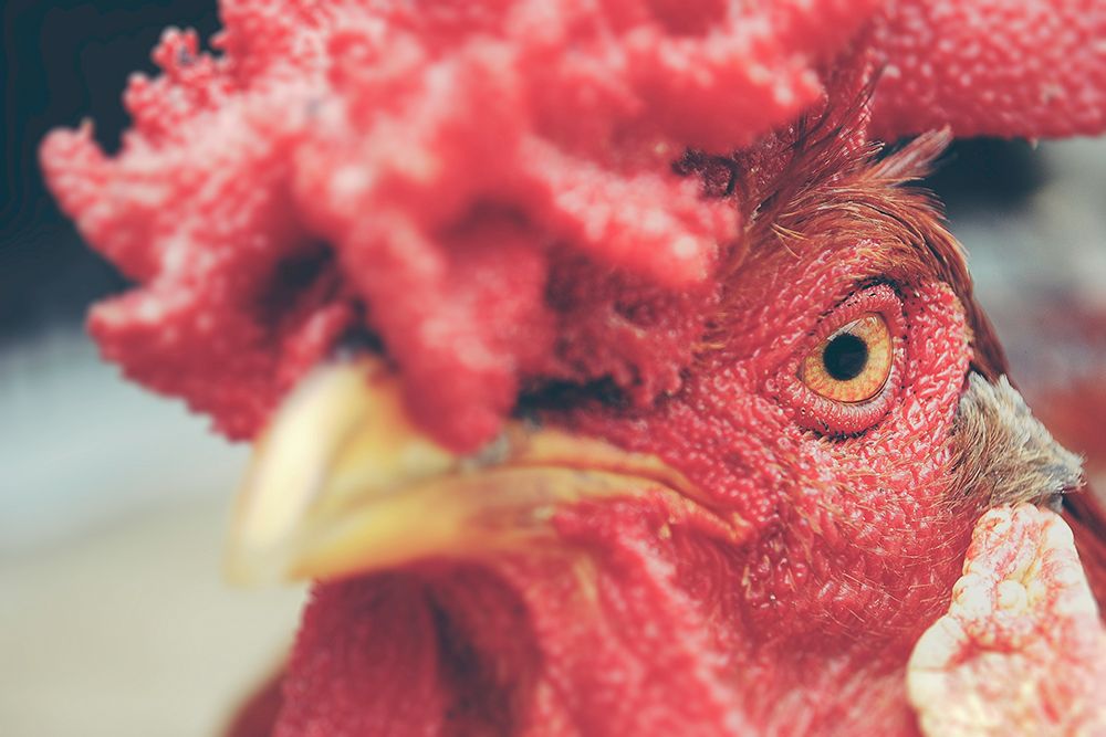Mad Red Rooster art print by Chickens for $57.95 CAD