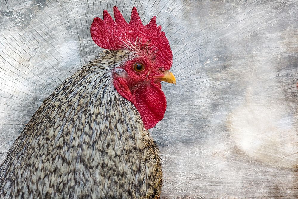 Posing Rooster art print by Chickens for $57.95 CAD