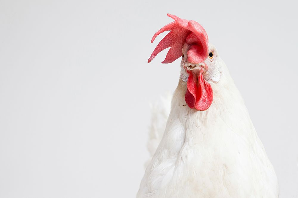 White Chicken art print by Chickens for $57.95 CAD