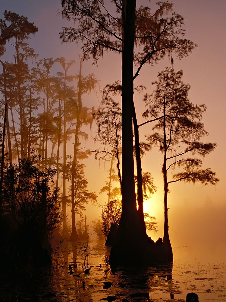 Okefenokee Swamp Sunset-Georgia art print by Georgia Picture Archive for $57.95 CAD
