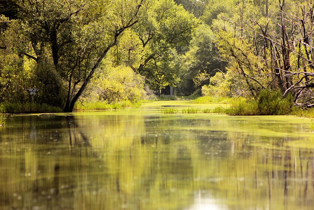 Okefenokee Swamp-Georgia art print by Georgia Picture Archive for $57.95 CAD