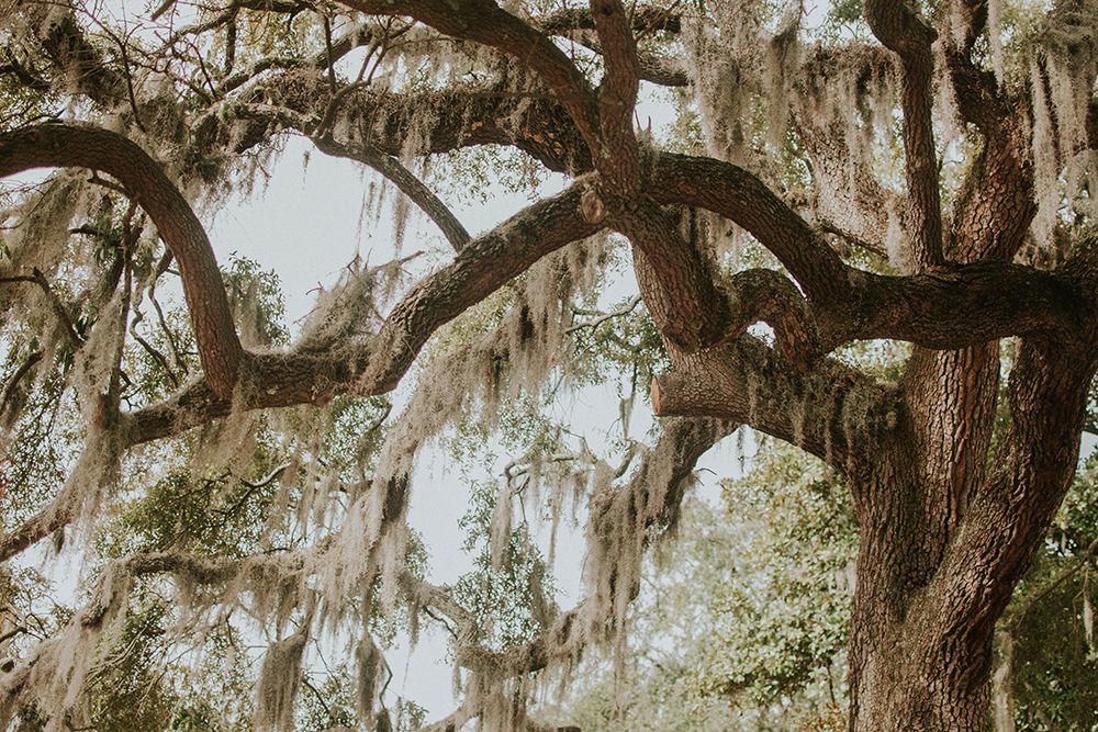 Savannah Georgia art print by Georgia Picture Archive for $57.95 CAD