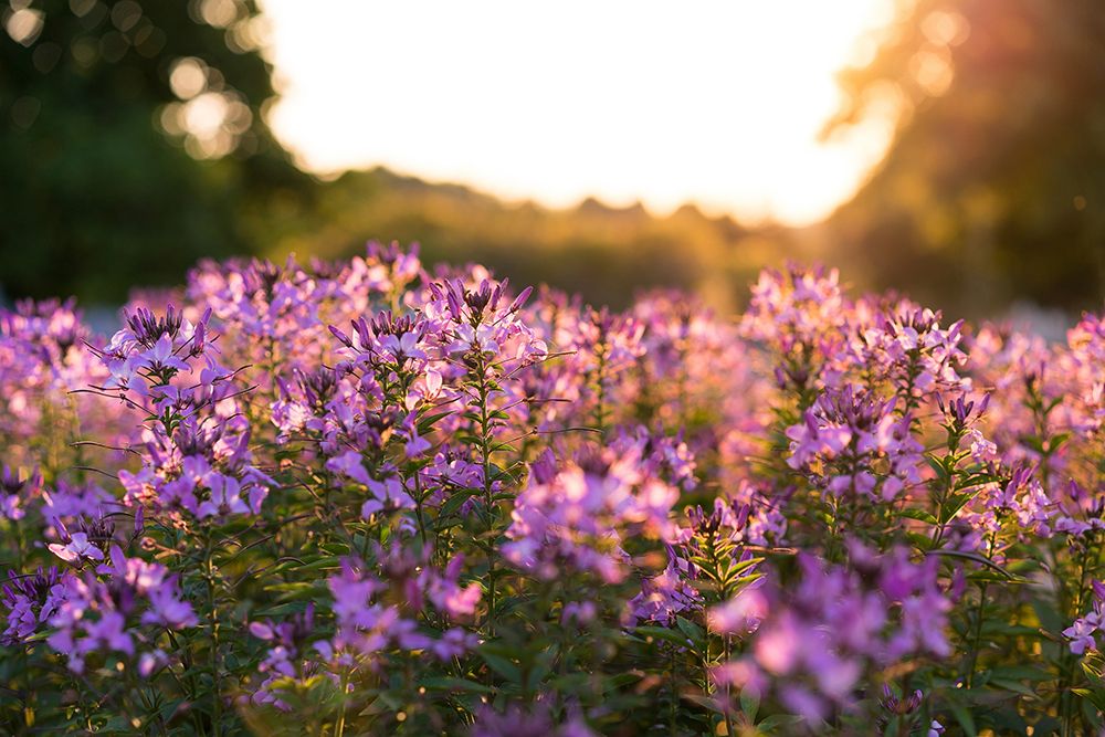Purple Flower Field Kentucky art print by Kentucky Picture Archive for $57.95 CAD