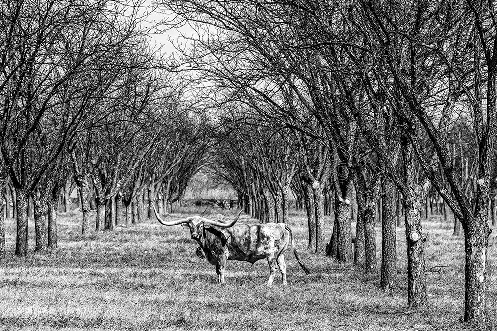 A Longhorn Steer in Kinney County-Texas art print by Carol Highsmith for $57.95 CAD